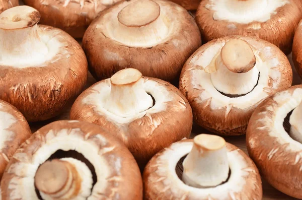 Champignon (True mushroom) — Stock Photo, Image