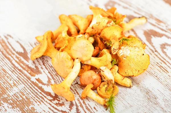 Algunos champiñones Chanterelle — Foto de Stock