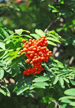 Üvez meyveleri, üvez (sorbus)
