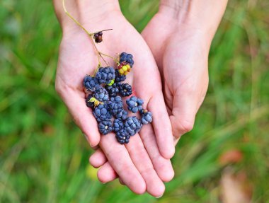 Böğürtlen (rubus) elinde