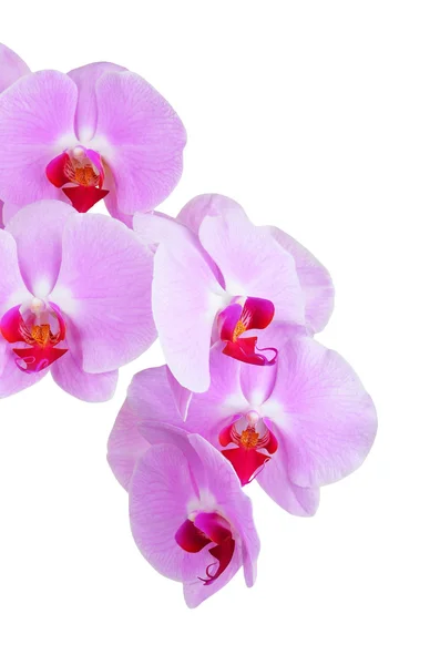 Roze orchidee bloem — Stockfoto