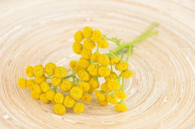 Solucan otu (Tanacetum vulgare)