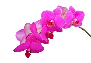 Pembe orkide çiçeği.