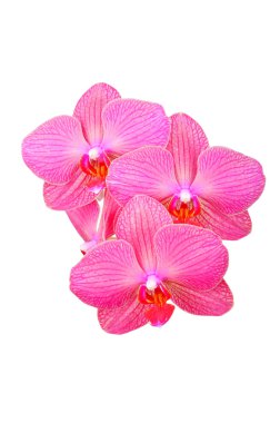 Pembe orkide çiçeği.