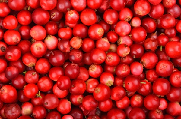 Arándanos rojos (Vaccinium vitis-idaea) —  Fotos de Stock