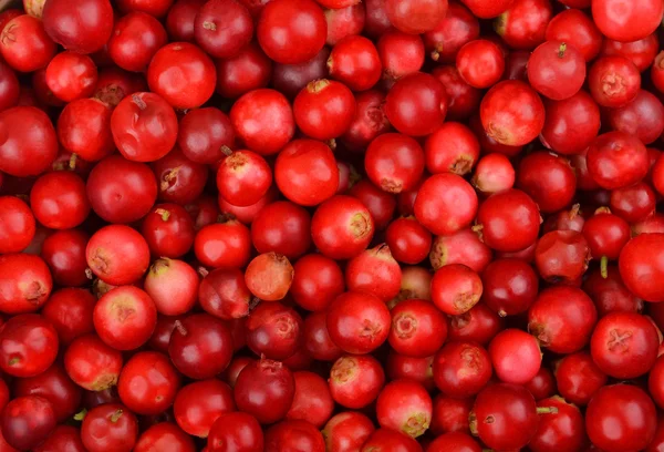Arándanos rojos (Vaccinium vitis-idaea) —  Fotos de Stock