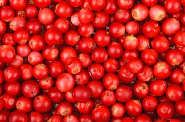 Arándanos rojos (Vaccinium vitis-idaea) —  Fotos de Stock