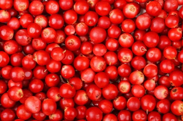 Arándanos rojos (Vaccinium vitis-idaea) —  Fotos de Stock