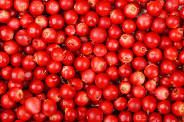 Lingonberry (Vaccinium vitis-idaea)