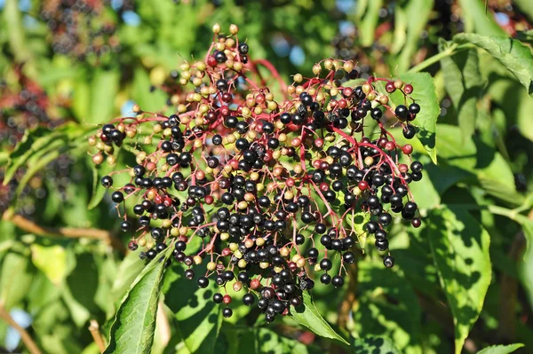 Elderberry pada cabang — Stok Foto