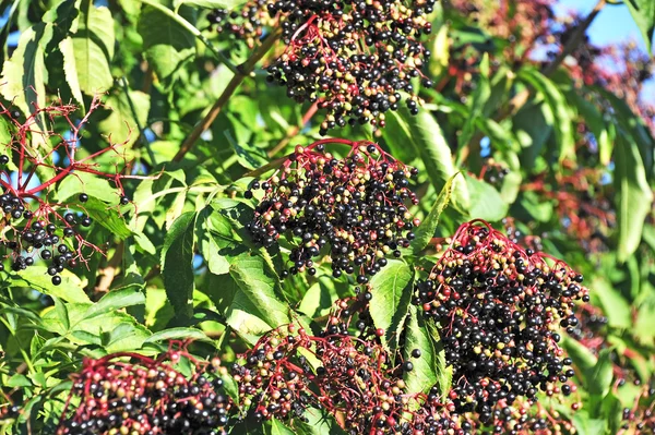 Elderberry pada cabang — Stok Foto