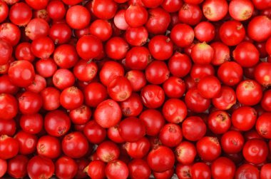 İsveç kirazı (Vaccinium vitis-idaea)