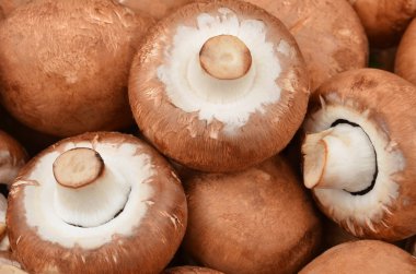 Champignon (gerçek mantar)