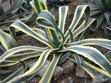 Yeşil sulu bitki botanik bahçesinde.