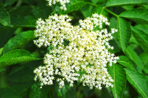 Bílé Bezinky Květ Přirozeném Zeleném Pozadí — Stock fotografie
