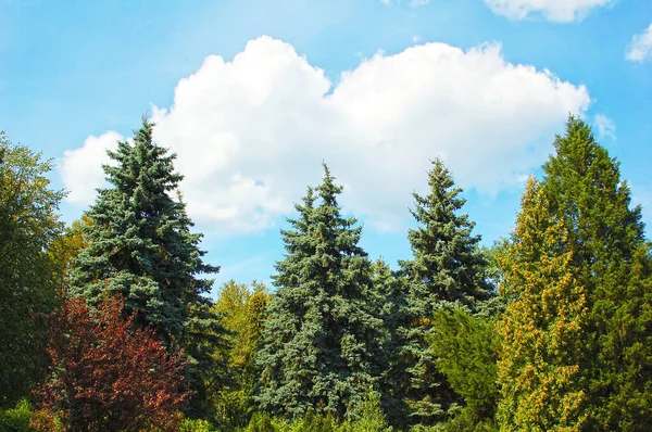 Niebieska Jodła Letnim Parku Publicznym — Zdjęcie stockowe