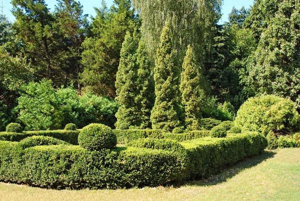 Gesneden Buxus Dennenboom Het Park — Stockfoto