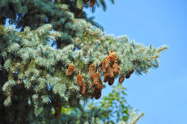 Drzewo Jodły Niebieskiej Strobilem Gałęzi — Zdjęcie stockowe
