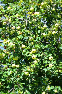 Ağacın dalında yeşil elma