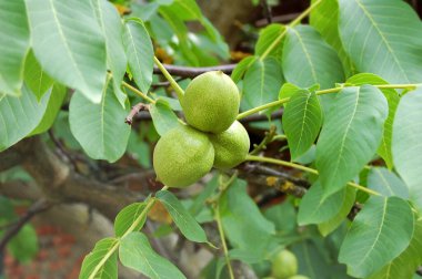 Ceviz ağacı (Juglans regia) meyveli