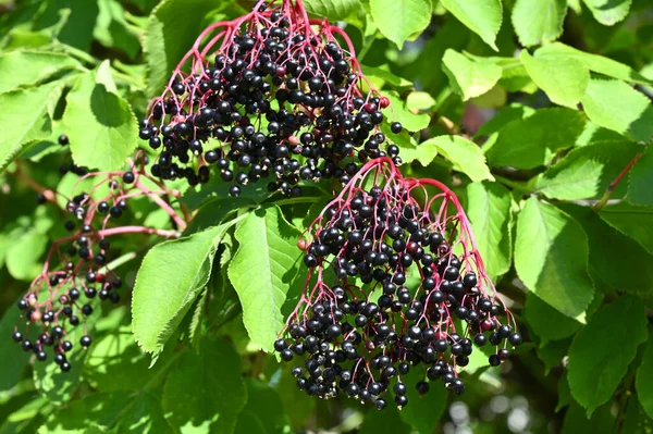 Some Ripe Elderberry Branch Leaves — Stock Photo, Image