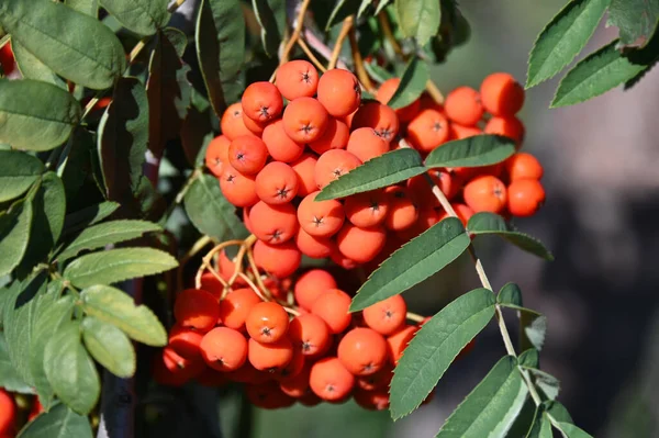 Jagody Rowan Jesion Górski Sorbus Jagodami Dojrzałymi — Zdjęcie stockowe