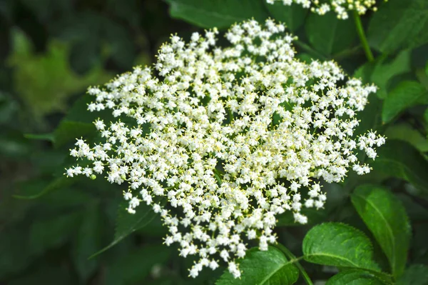 Flor Saúco Blanco Sobre Fondo Verde Natural —  Fotos de Stock