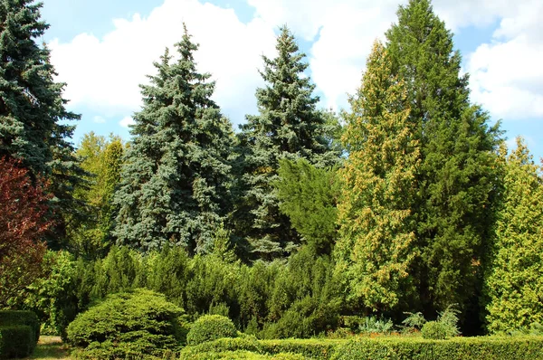 Buxus Fenyő Kivágva Parkban — Stock Fotó