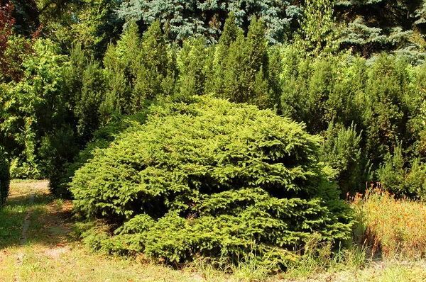 Kırsal Alanda Yetişen Yeşil Chamaecyparis Bitkisi — Stok fotoğraf