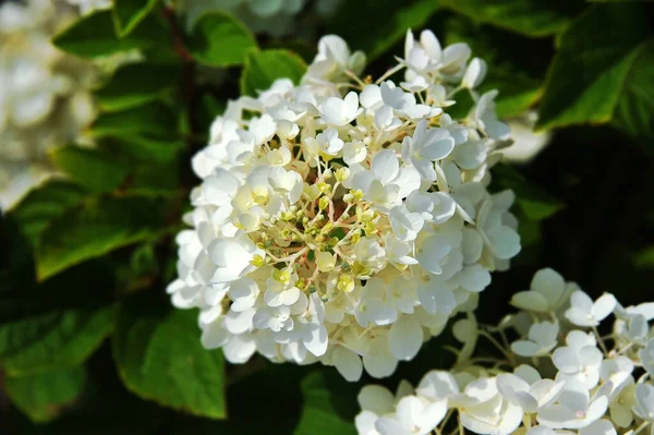 Smuk Frisk Hortensia Plante Landdistrikterne Blomsterbed - Stock-foto