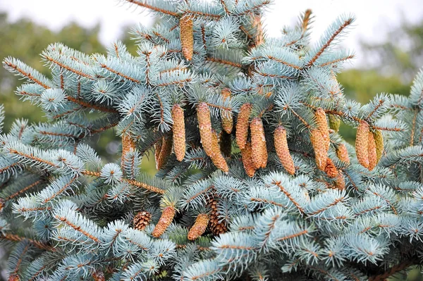 Blauwe Dennenboom Met Strobile Tak — Stockfoto