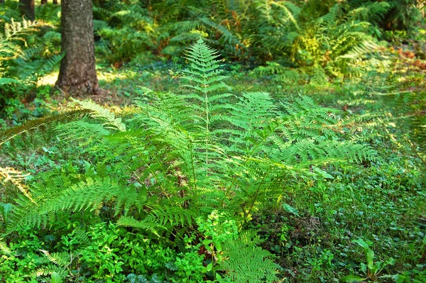 Fougère Verte Luxuriante Poussant Dans Forêt — Photo