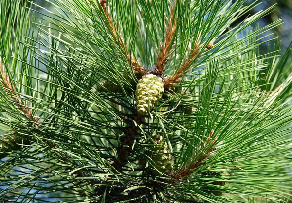 Pine Tree Strobile Branch Close Stock Image