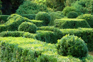 Kırpılmış Buxus sempervirens parka bitki yerleştirdi