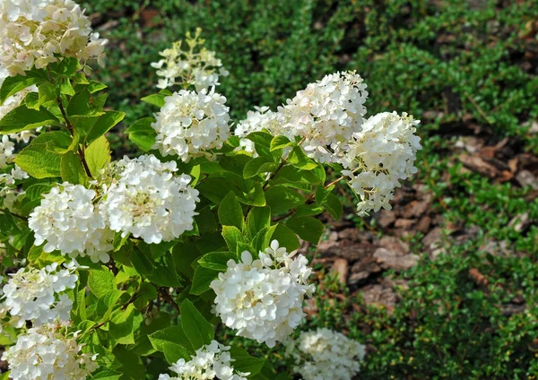 Piękna Świeża Roślina Hortensji Wiejskim Kwietniku — Zdjęcie stockowe