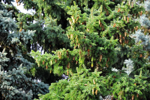 Drzewo Jodły Niebieskiej Strobilem Gałęzi — Zdjęcie stockowe