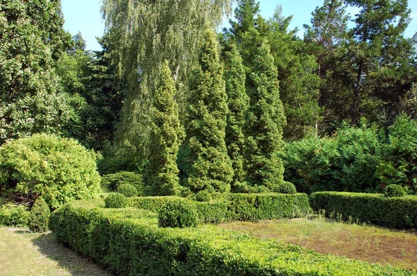 Gesneden Buxus Dennenboom Het Park — Stockfoto