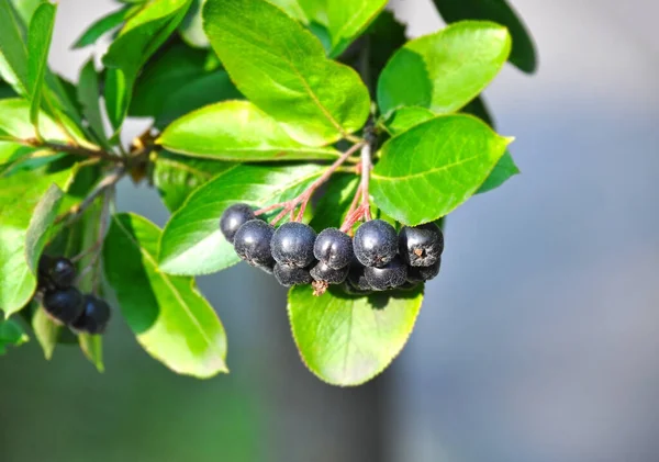 Jeżyna Czarna Aronia Melanocarpa Jagodami Dojrzałymi — Zdjęcie stockowe