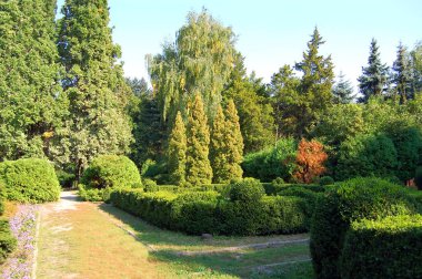 Buxus ve köknar ağacını parkta kırptım.