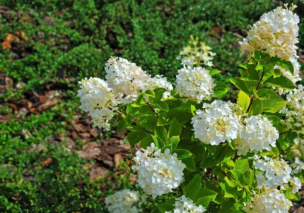 Piękna Świeża Roślina Hortensji Wiejskim Kwietniku — Zdjęcie stockowe
