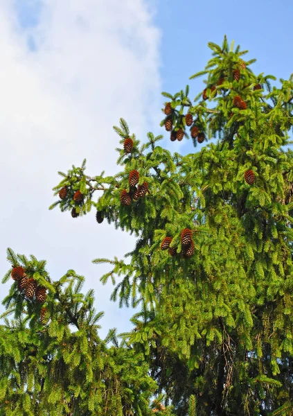 Kék Fenyőfa Strobile Ággal — Stock Fotó