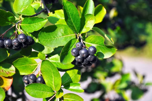 Černé Ashberry Aronia Melanocarpa Strom Zralé Bobule — Stock fotografie