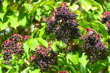 Yapraklara yaslanmış olgun bir mürver