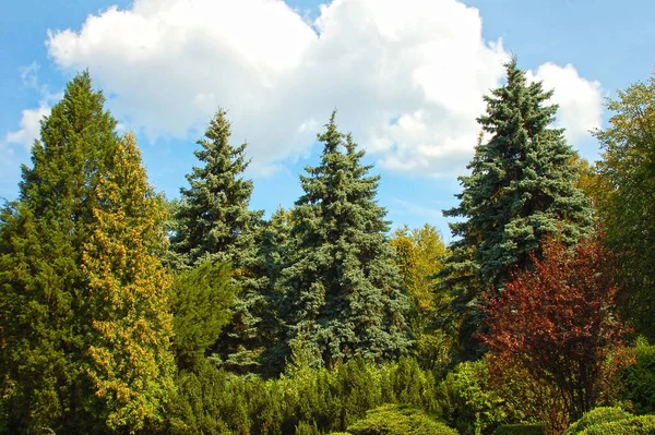 Blue Fir Tree Summer Public Park — Stock Photo, Image