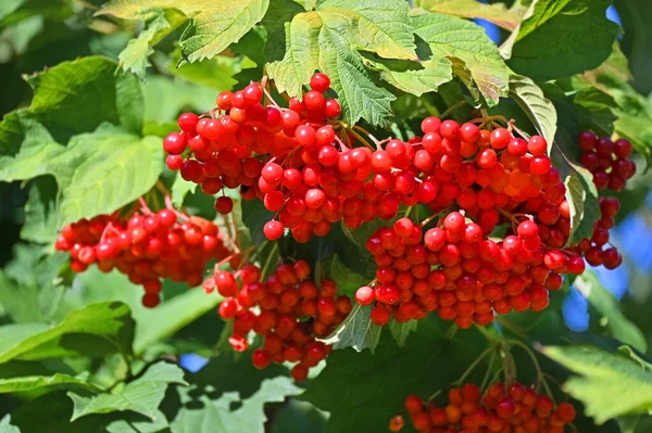 Unele Viburnum Coapte Ramură Împotriva Frunzelor — Fotografie, imagine de stoc