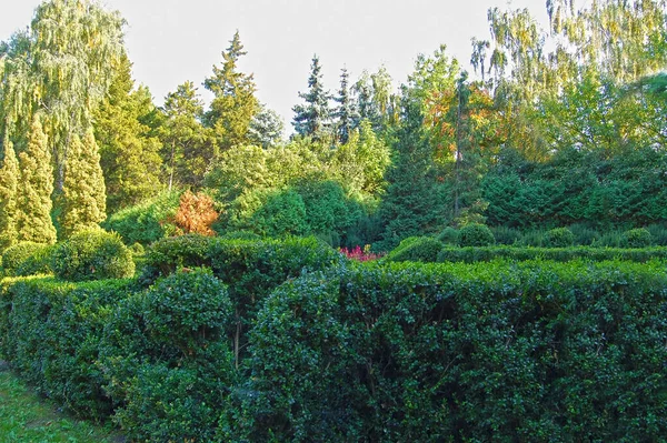 Recortado Buxus Abeto Parque — Foto de Stock