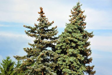 Dal dalında mavi köknar ağacı