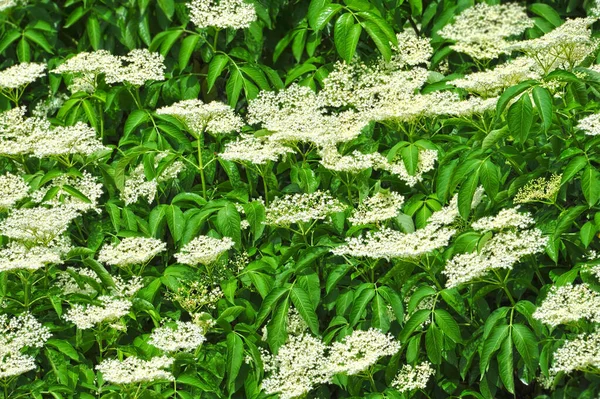 Белый Цветок Бузины Естественном Зеленом Фоне — стоковое фото