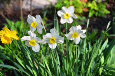 Kırsal çiçek tarhında taze narsis bitkisi