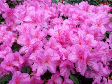 Azalea (Rhododendron molekülü. Blume. G. Don) Çiçek